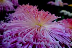 菊