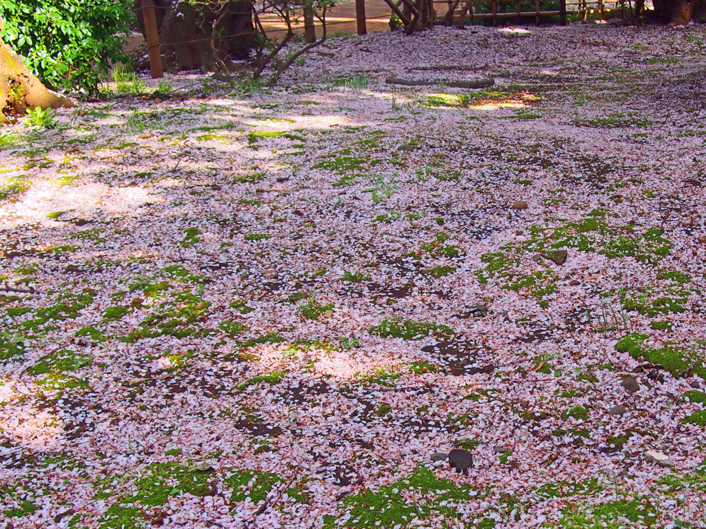 桜のじゅうたん