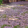 桜のじゅうたん