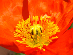 P4260577