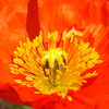 P4260577