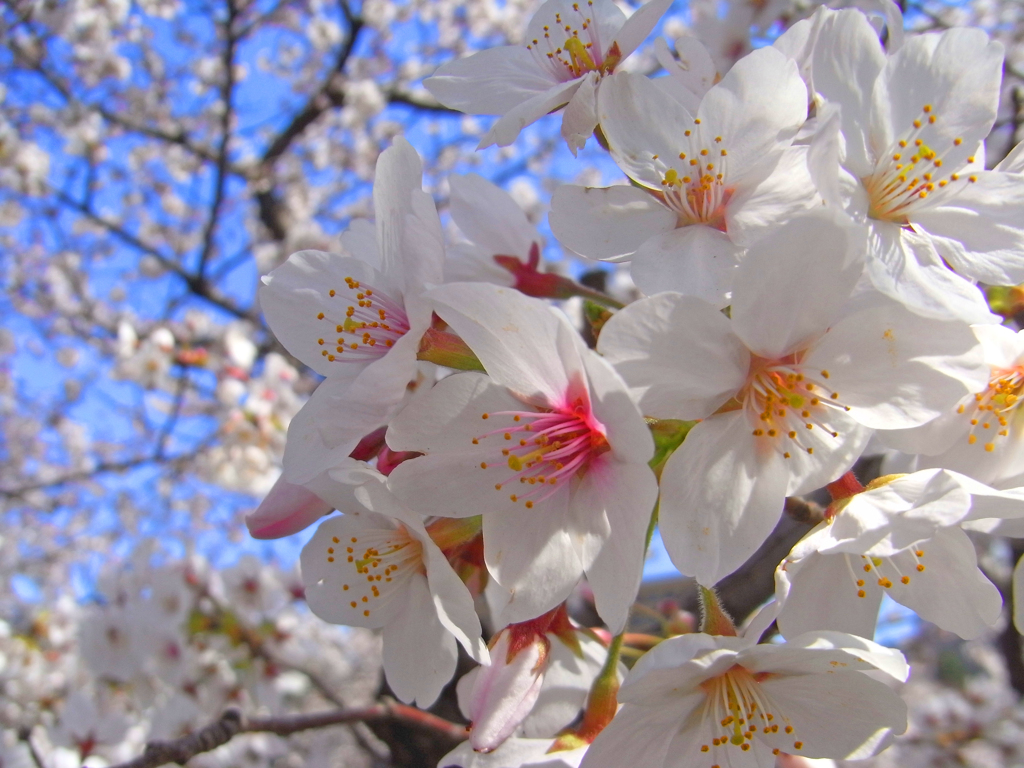 sakura 