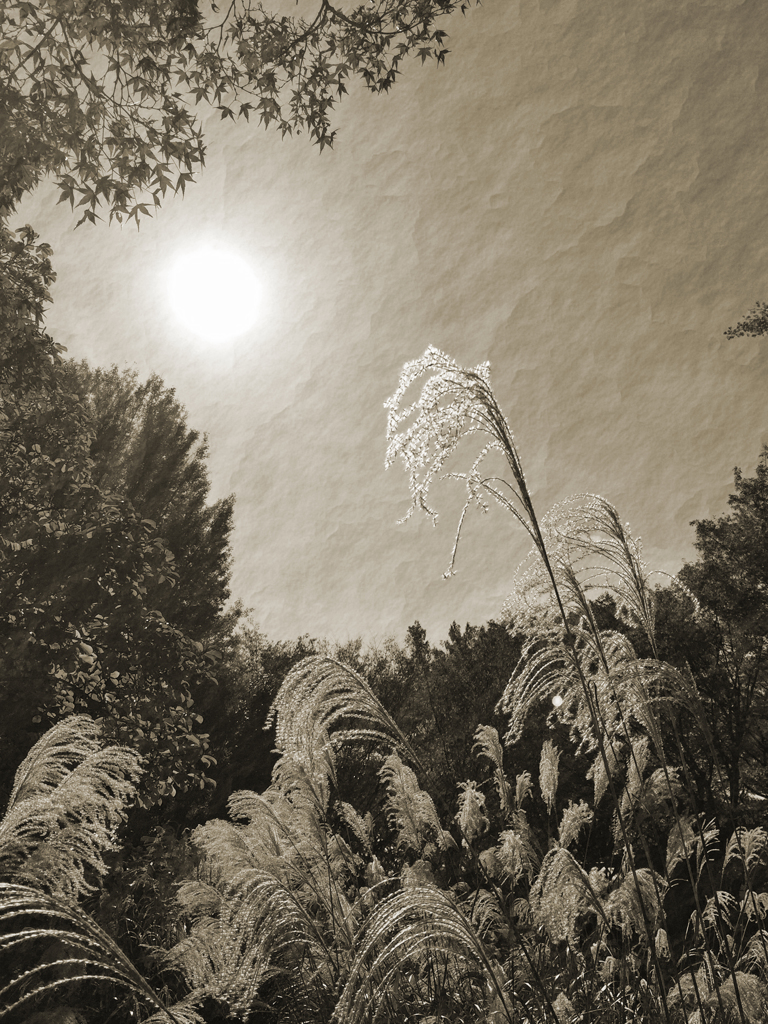 あえてモノクロで