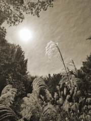 あえてモノクロで