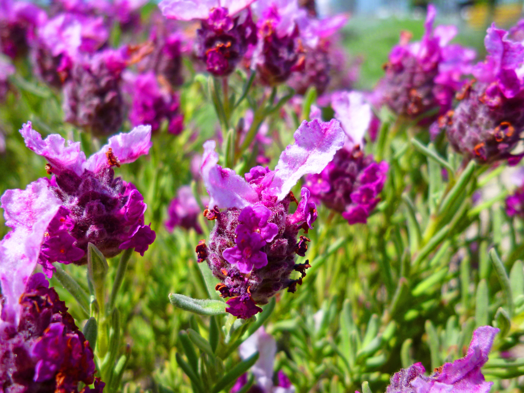 flowers