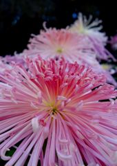 菊