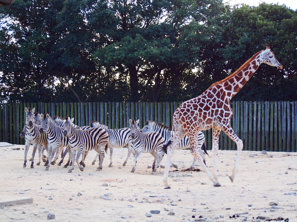 キリンとシマウマ