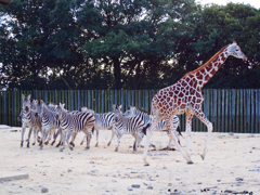 キリンとシマウマ