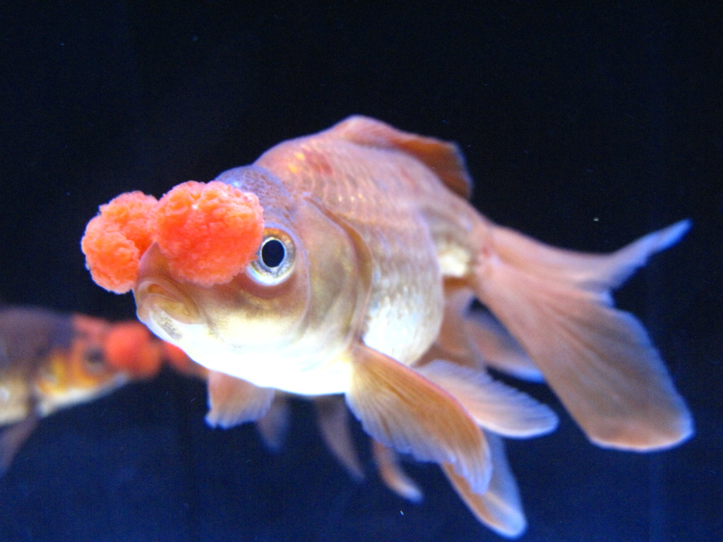 GOLDFISH