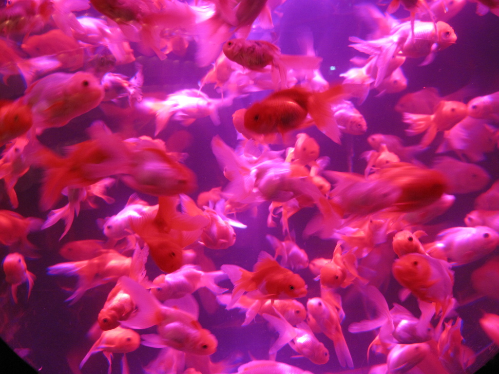 GOLDFISH