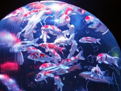 アートアクアリウム＃6
