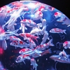 アートアクアリウム＃6