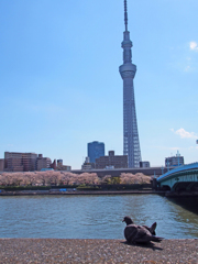 あなたも花見？