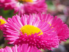 ぷりぷりピンク