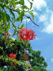 flower 