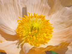 P4260565