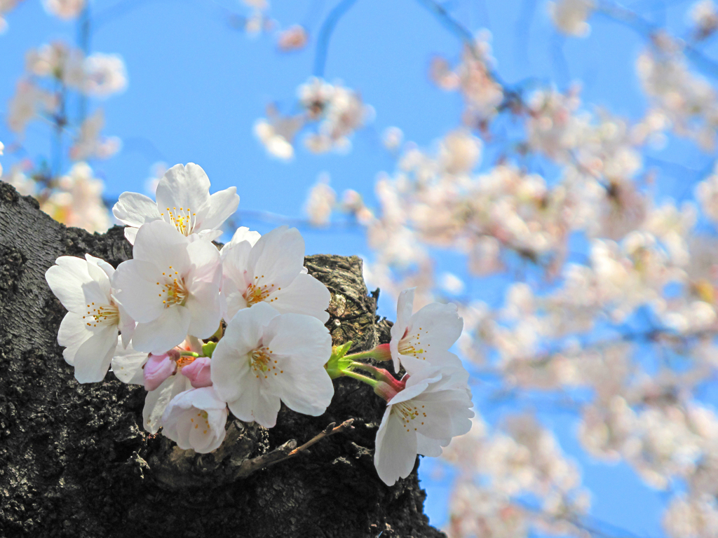sakura 