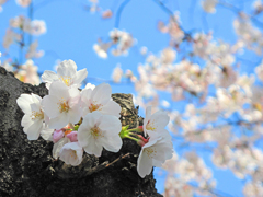 sakura 