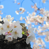 sakura 