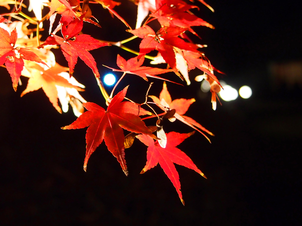 紅葉ライトアップ
