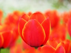 0409 (343)