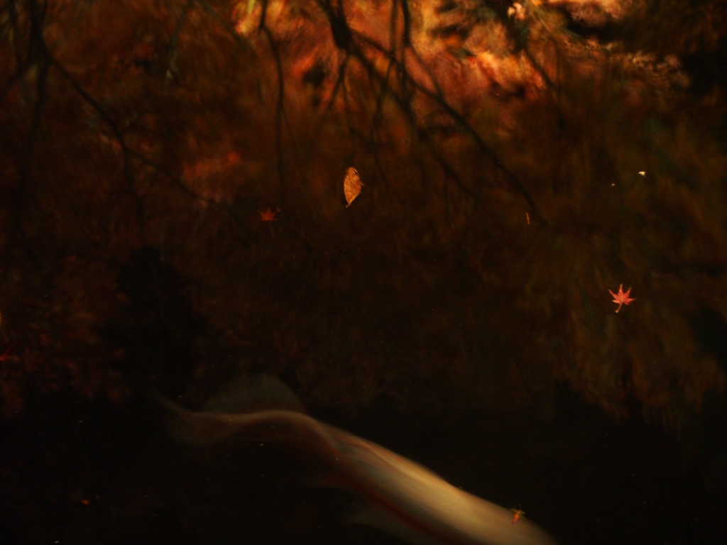 紅葉ライトアップ