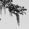 山藤
