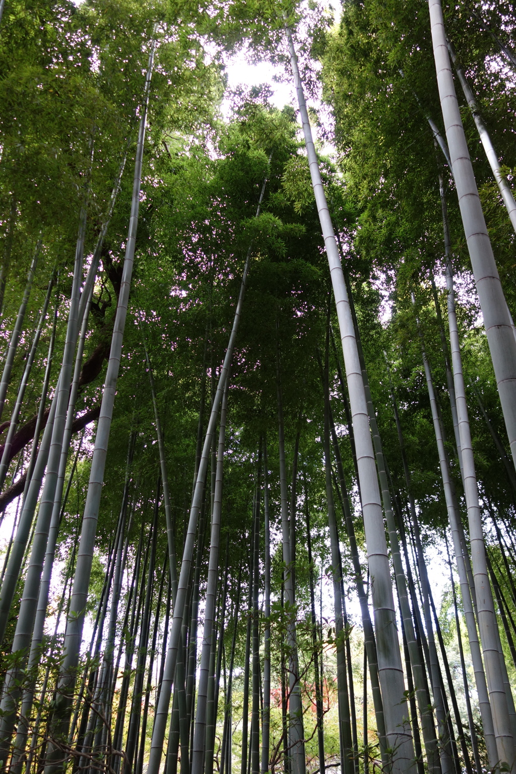 竹林
