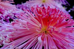 菊
