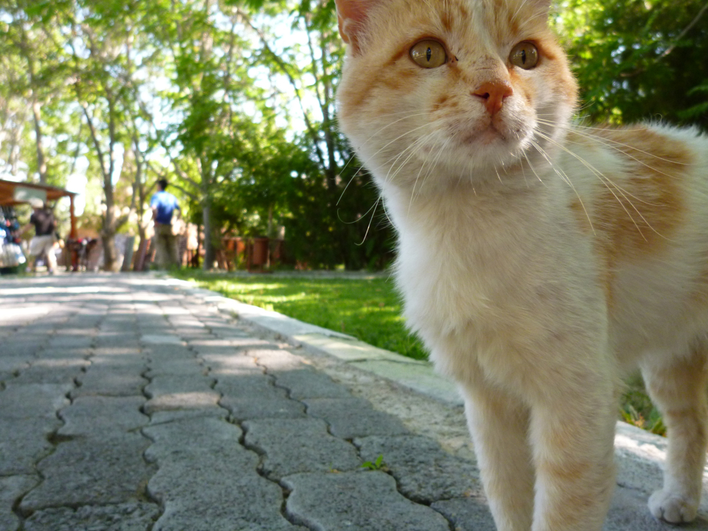 cat