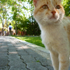 cat