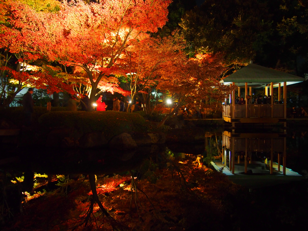 紅葉ライトアップ