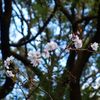 十月桜