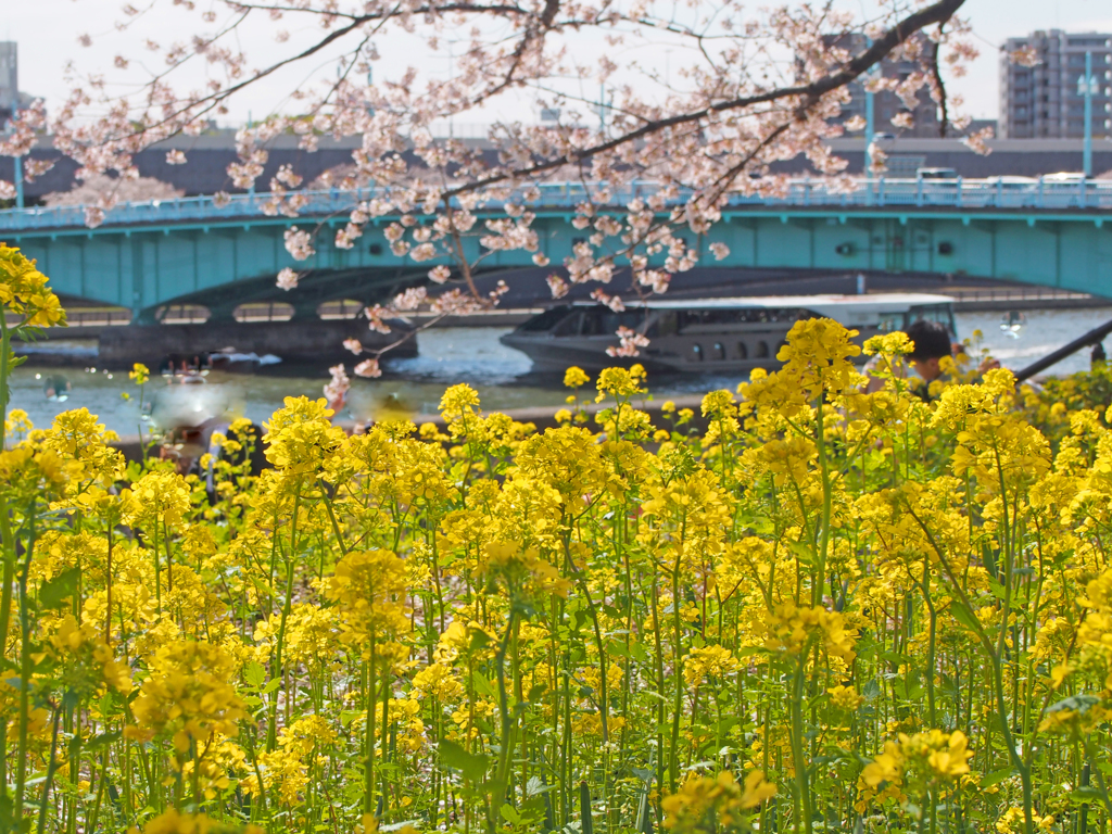 菜の花と桜