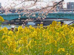 菜の花と桜