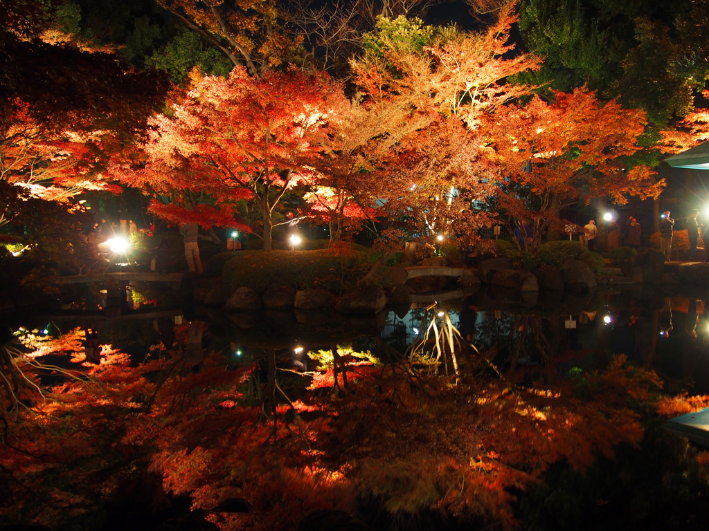 紅葉ライトアップ