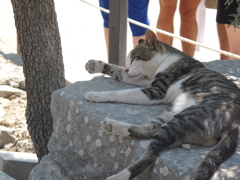 エフェスのにゃんこ