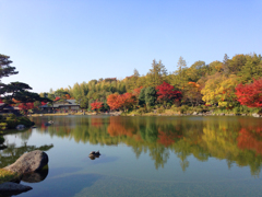 亀も楽しんでいます