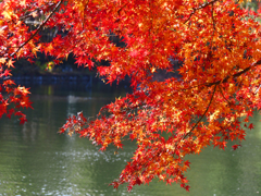 井の頭公園