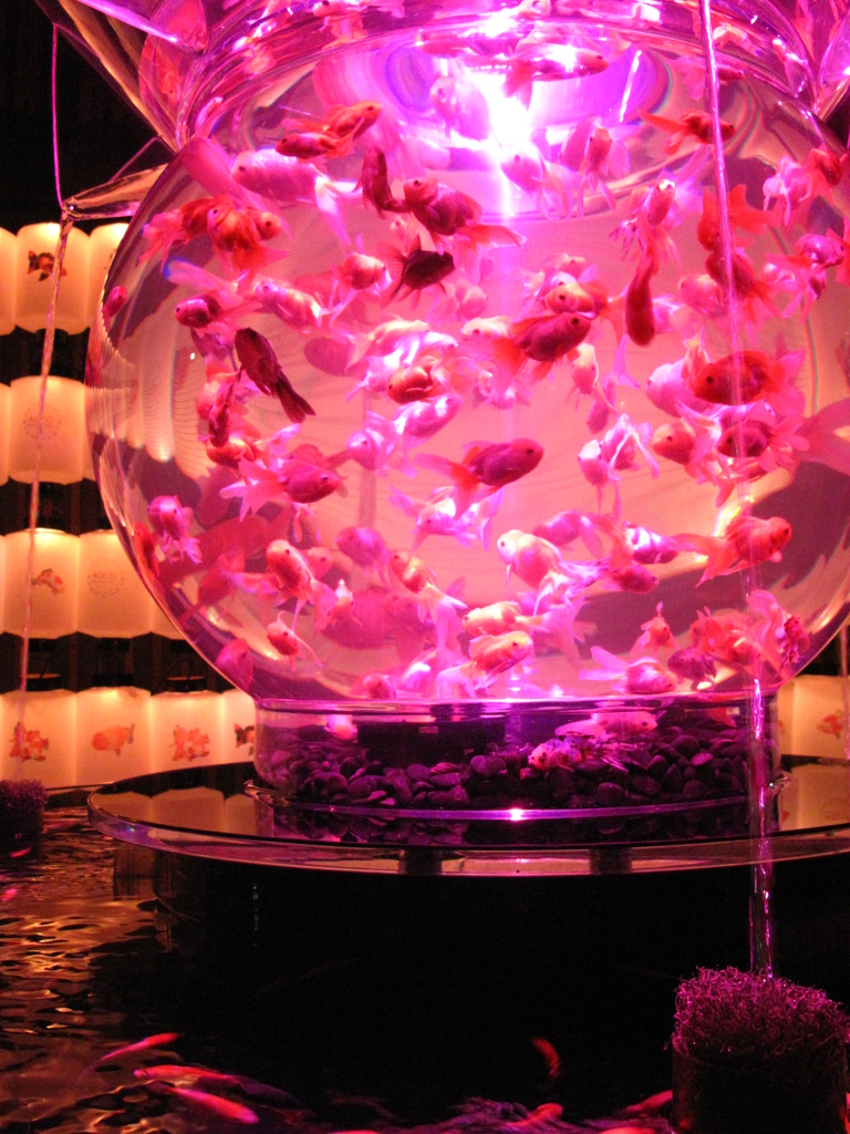 GOLDFISH