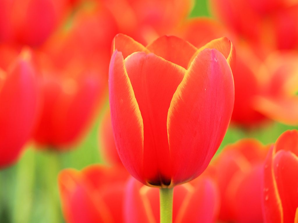 0409 (299)