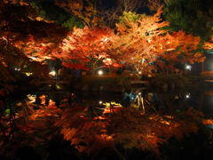 紅葉ライトアップ