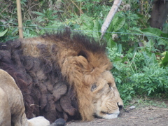 lion 