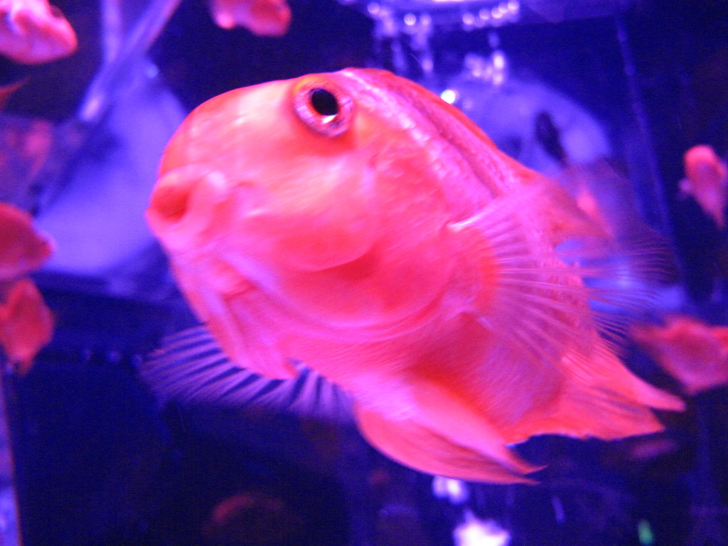GOLDFISH