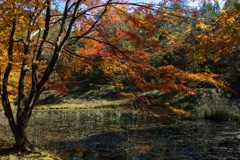 タカドヤ湿地