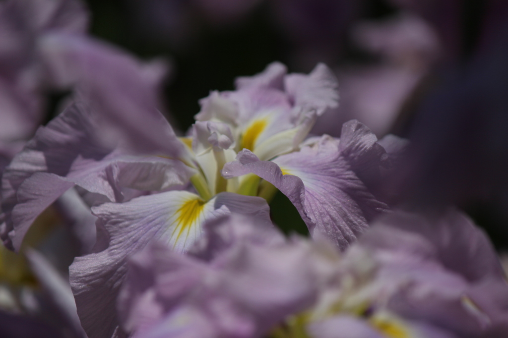 花菖蒲