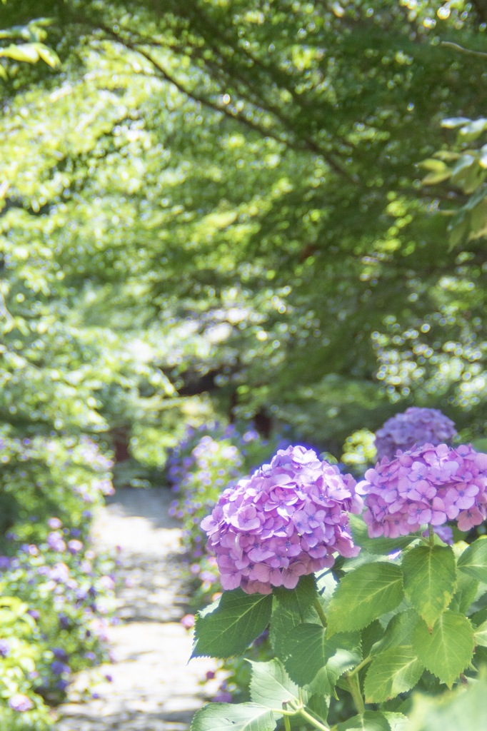 紫陽花
