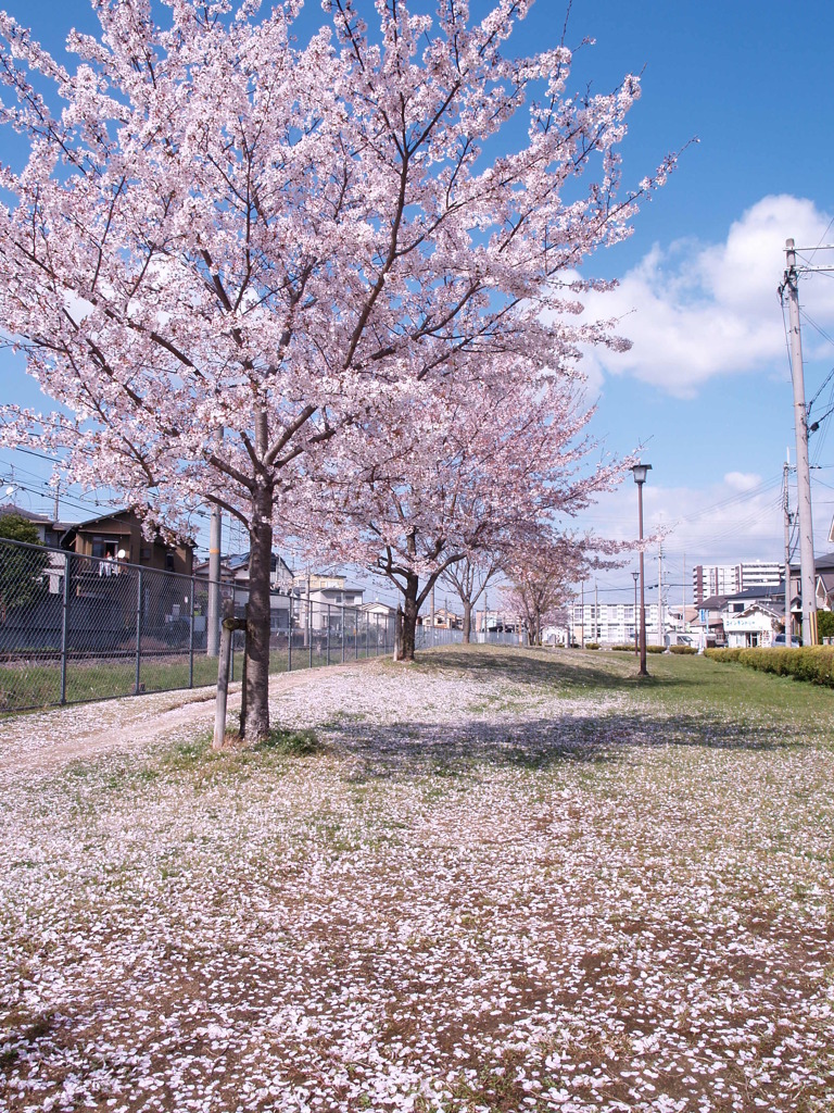 散り桜、地満開