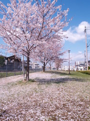 散り桜、地満開