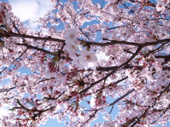 初夏到来な天気